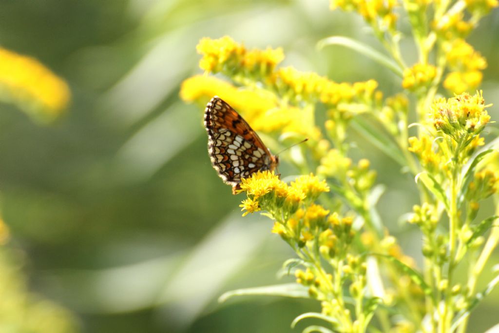 Melitaea athalia? S